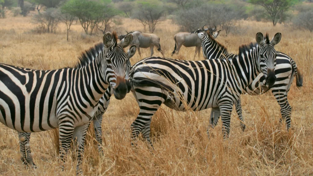 17-Day Self-Drive Safari Through Namibia & Botswana