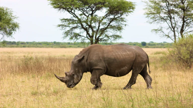 Mkomazi National park