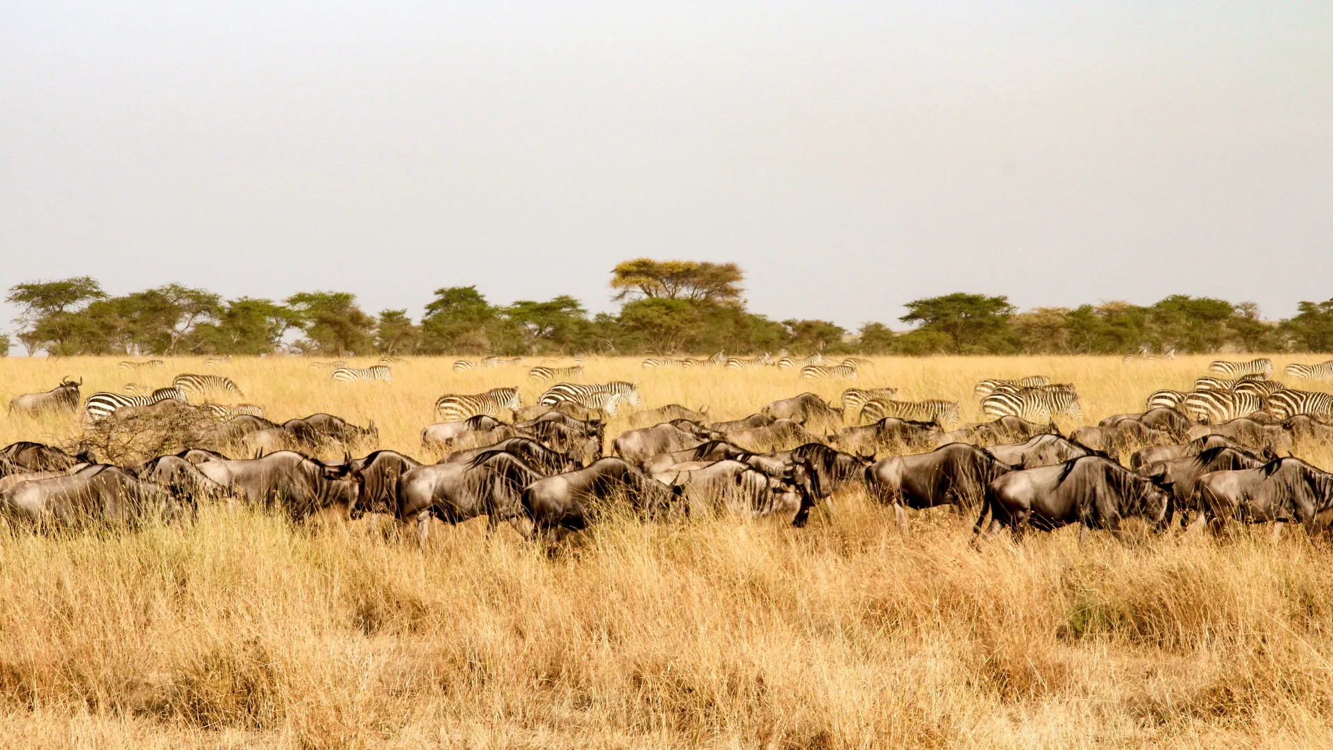 Eco-Luxury and Conservation Tour through Kenya