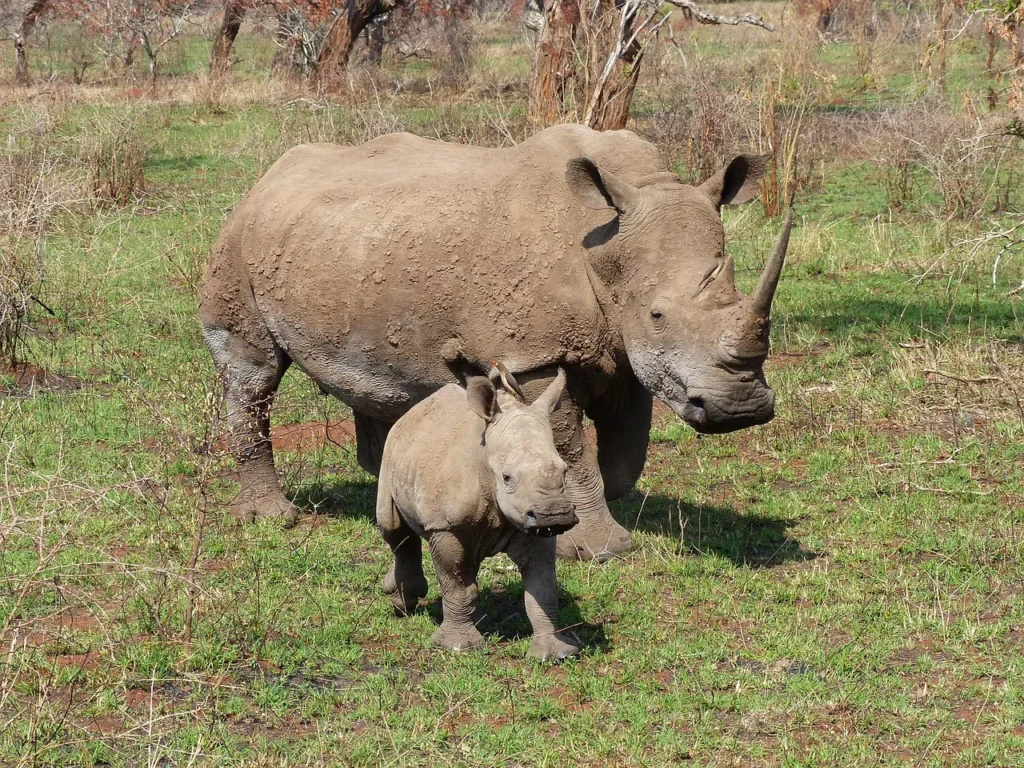Rhino & African Wild Dog Conservation Safari