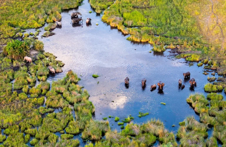 Okavango Delta