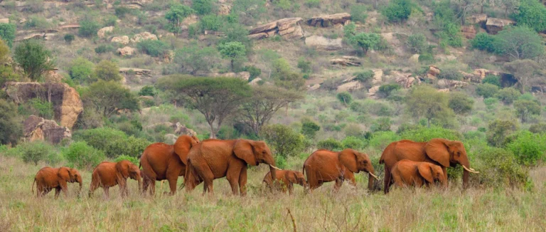 Tsavo National Parks
