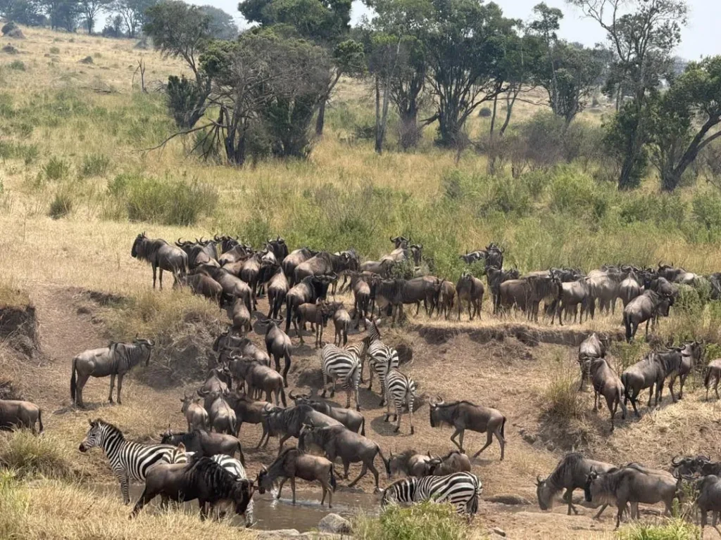 Great Wildebeest Migration 2026: Month-by-Month Guide