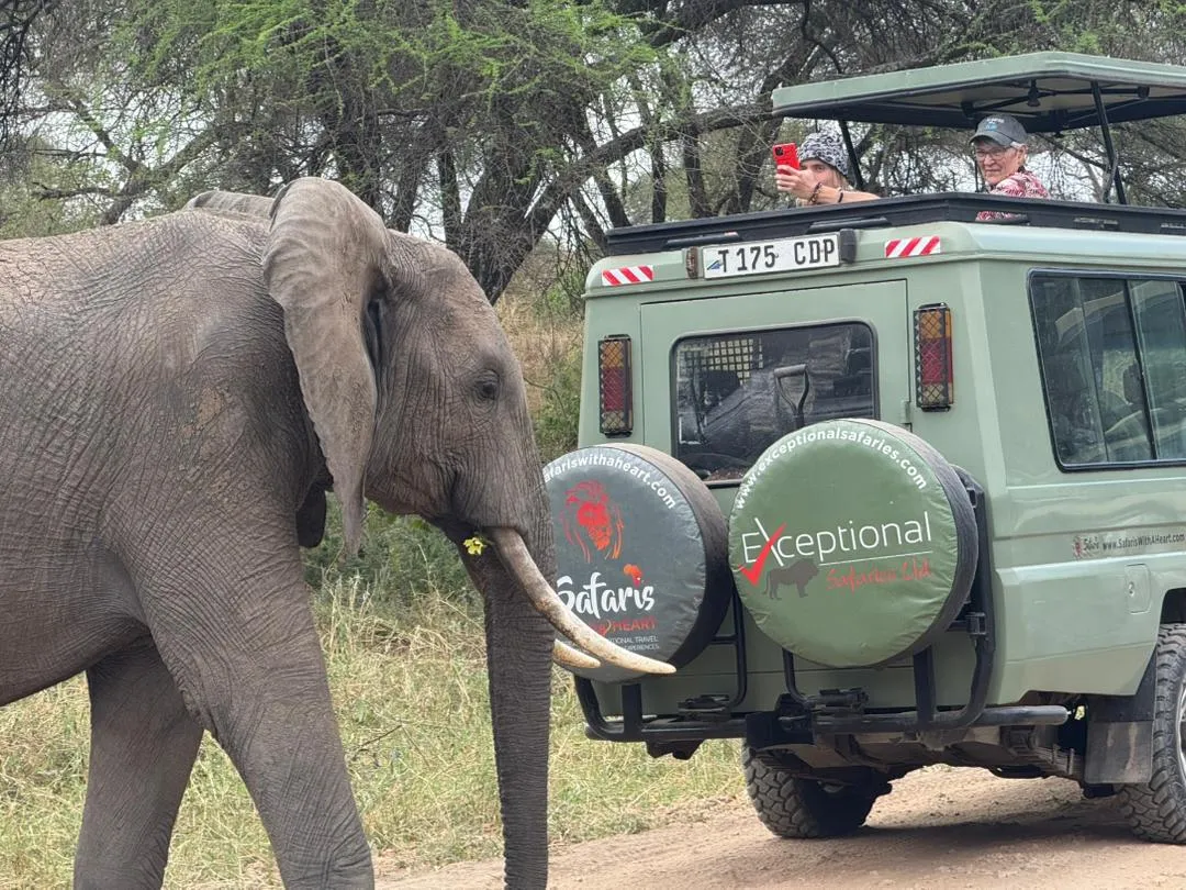 elephants Tarangire National Park Tanzania safari