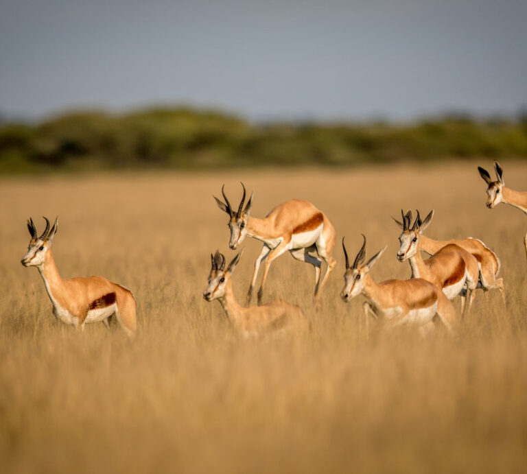 Central Kalahari Game Reserve