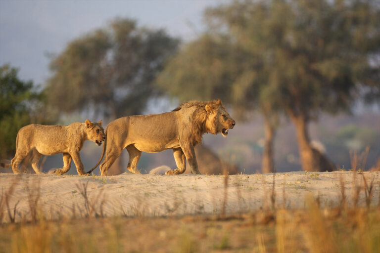 Mana Pools National Park