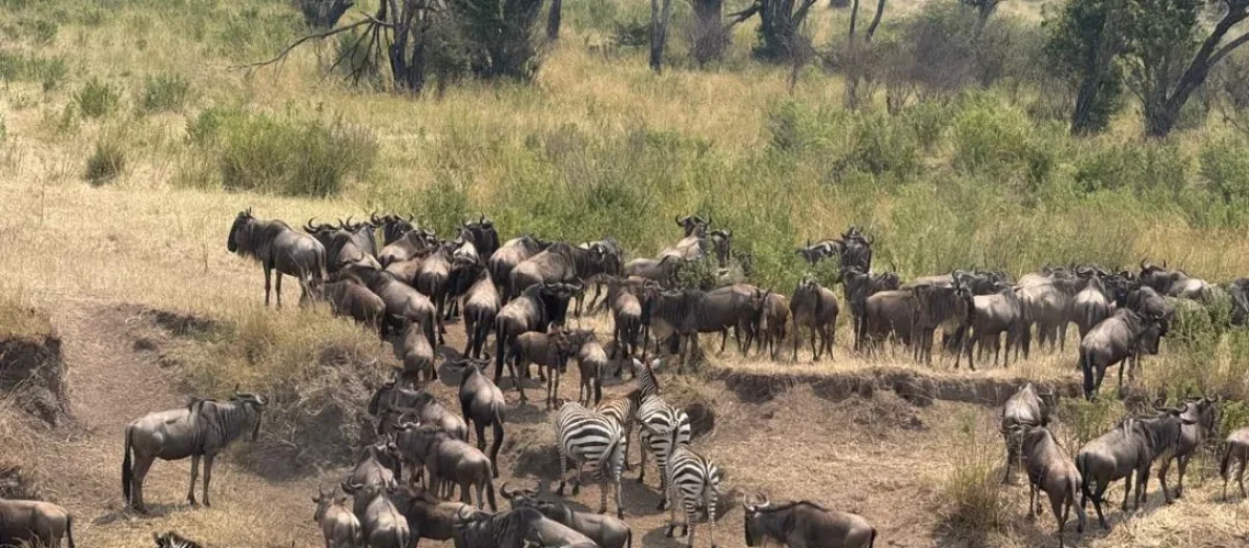Great Wildebeest Migration 2026: Month-by-Month Guide